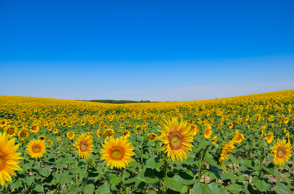 Yellow,Sunflowers,Grow,In,The,Field,Against,A,Blue,Sky.